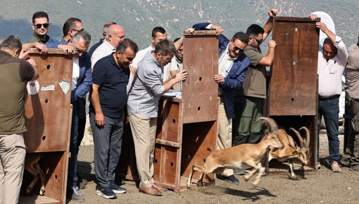 Amasya’da 5 yaban keçisi doğaya salındı – Birlik Haber Ajansı