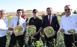 Amasya’nın çeyrek altını “çiçek bamyası” hasadı başladı – Birlik Haber Ajansı