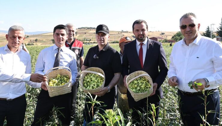 Amasya’nın çeyrek altını “çiçek bamyası” hasadı başladı – Birlik Haber Ajansı
