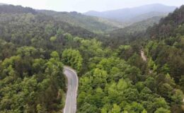 Orman Genel Müdürü Karacabey: Yanan ormanlık alanlar, bölgenin ekolojisine uygun fidanlarla yeniden yeşeriyor – Birlik Haber Ajansı