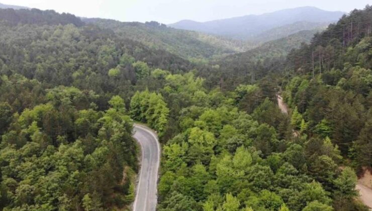 Orman Genel Müdürü Karacabey: Yanan ormanlık alanlar, bölgenin ekolojisine uygun fidanlarla yeniden yeşeriyor – Birlik Haber Ajansı