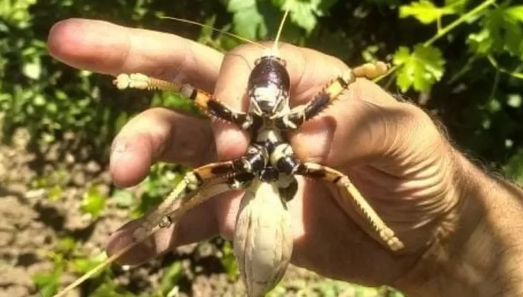 Elazığ’da dev etçil çekirge vatandaşın ilgisini çekti – Birlik Haber Ajansı