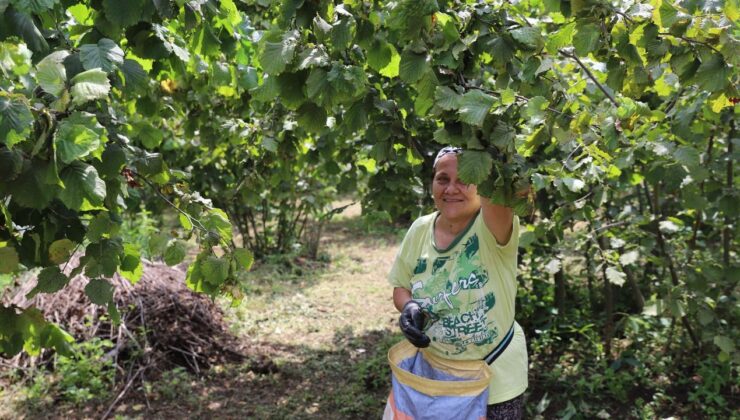 Ordu’nun fındığı yine Ordulunun emeğiyle toplanıyor – Birlik Haber Ajansı