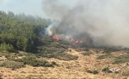 Adana’nın Feke ilçesinde orman yangını: Müdahale sürüyor – Birlik Haber Ajansı