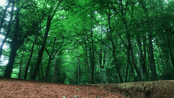 Ormanların korunması için 6 ayda 10,9 milyar lira harcandı – Birlik Haber Ajansı