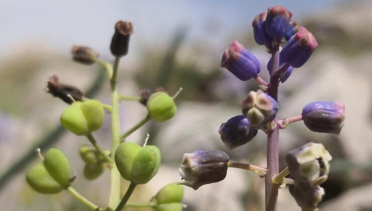 Toros Dağları’nda keşfedilen “Konya Sümbülü” bilim dünyasına tanıtıldı – Birlik Haber Ajansı