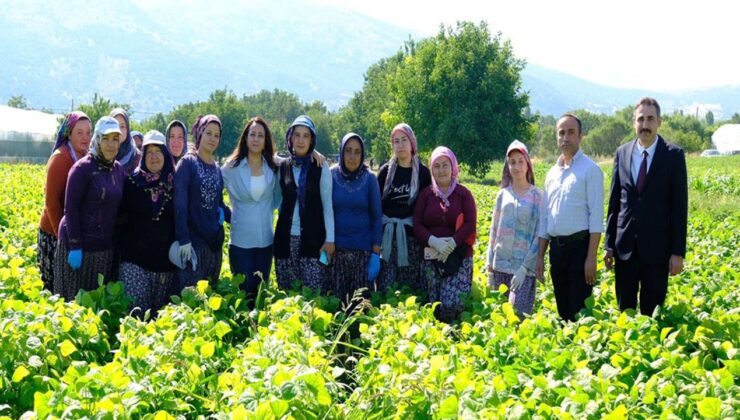 Kadın emeği tarımın lokomotifi – Birlik Haber Ajansı