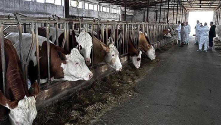 Şarkikaraağaç’ta şap alarmı – Birlik Haber Ajansı