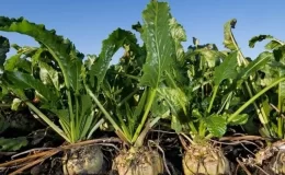 Şeker sektöründe 2025-2026 kotaları açıklandı – Birlik Haber Ajansı