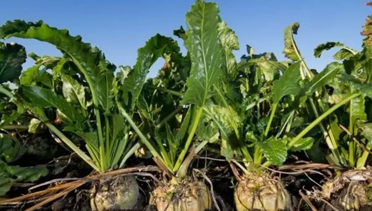 Şeker sektöründe 2025-2026 kotaları açıklandı – Birlik Haber Ajansı