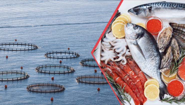 Doğu Karadeniz su ürünleri dünyaya ihraç ediliyor – Birlik Haber Ajansı