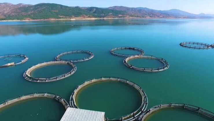 Su ürünlerinde planlı üretim kapsamı genişledi: Tür sayısı 16’ya çıktı – Birlik Haber Ajansı