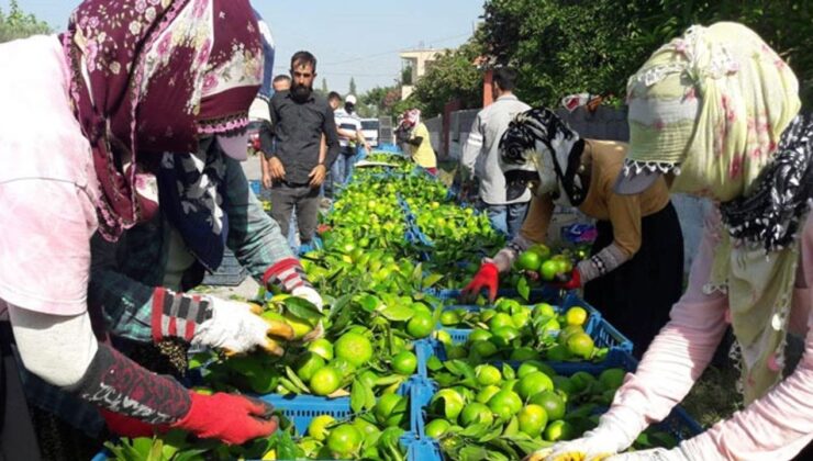 Hatay’da ‘Erkenci mandalina’ hasadı başladı – Birlik Haber Ajansı
