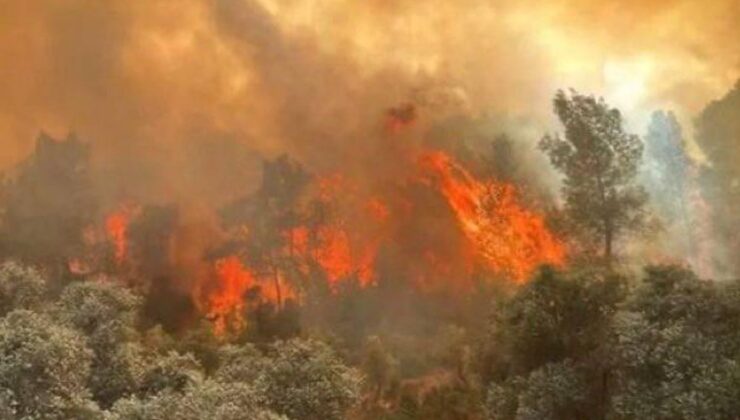 Hatay Yayladağı’ndaki orman yangını kontrol altına alındı – Birlik Haber Ajansı