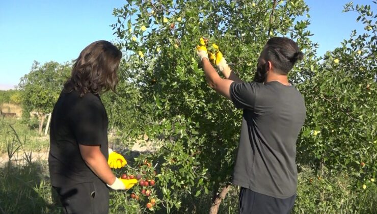 Tek ağaçla başladı, 8 dönümde Hünnap üreticisi oldu – Birlik Haber Ajansı