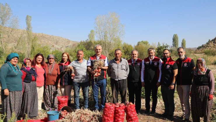Kılıçlar Soğanında verim üreticiyi sevindirdi – Birlik Haber Ajansı