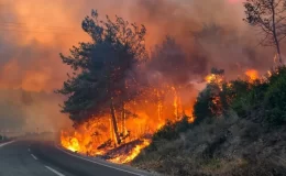 Antalya’da korkutan yangın: Zeytin ağaçları zarar gördü! – Birlik Haber Ajansı