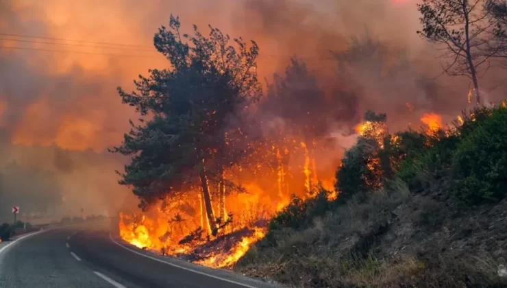 Antalya’da korkutan yangın: Zeytin ağaçları zarar gördü! – Birlik Haber Ajansı
