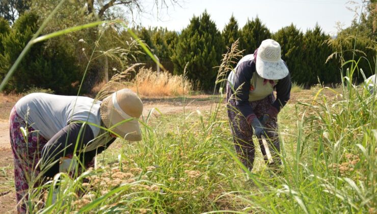 Balıkesir Büyükşehir Belediyesi, tarımı yerel tohumlarla gelecek nesillere aktarıyor – Birlik Haber Ajansı
