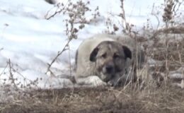 Adıyaman’da sahipsiz köpek saldırısına uğrayan çocuk yaralandı