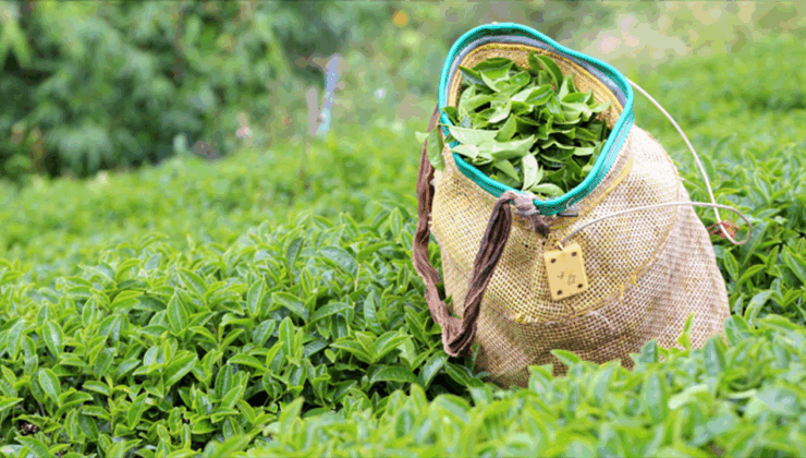 Çaydan zeytinyağına kadar hileli ürünler ortaya çıktı: Bakanlık ifşa etti – Birlik Haber Ajansı