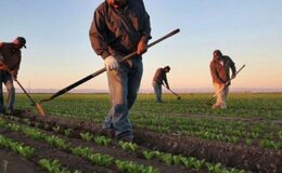 Zirai dondan zarar gören çiftçilere devlet desteği geliyor – Birlik Haber Ajansı