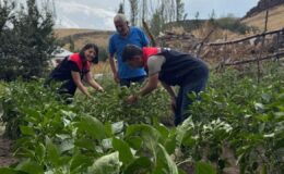 Kars’ta sebze fidesi dağıtımı projesi meyvelerini veriyor: Hasat tamamlandı – Birlik Haber Ajansı