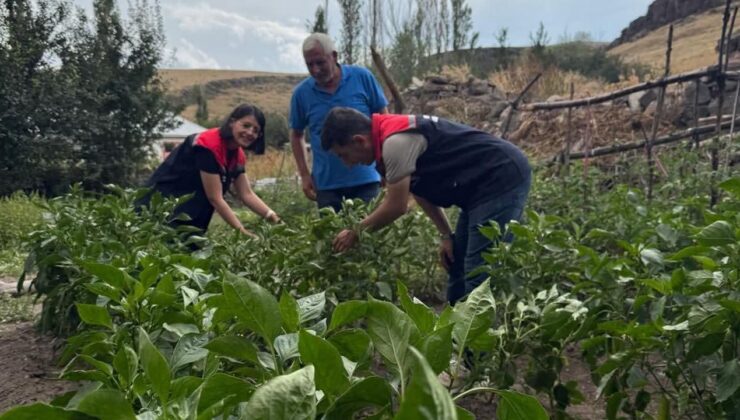 Kars’ta sebze fidesi dağıtımı projesi meyvelerini veriyor: Hasat tamamlandı – Birlik Haber Ajansı