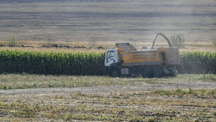 Bakap’ta silajlık mısır hasadı başladı – Birlik Haber Ajansı