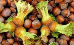 Fındık Fiyatı Psikolojik Eşiği Aştı – Birlik Haber Ajansı