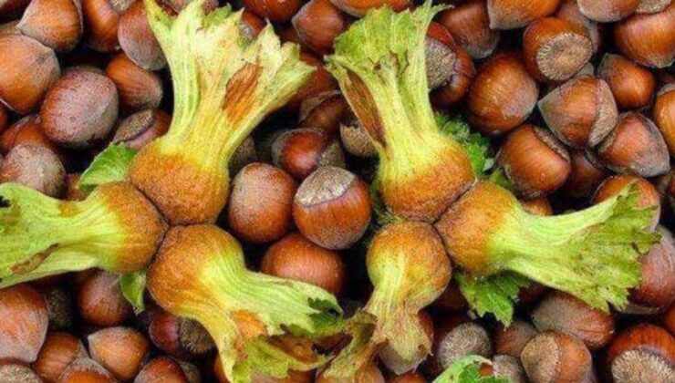 Fındık Fiyatı Psikolojik Eşiği Aştı – Birlik Haber Ajansı