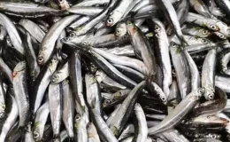 Av yasağı sona erdi, tezgahlar balıkla şenlendi