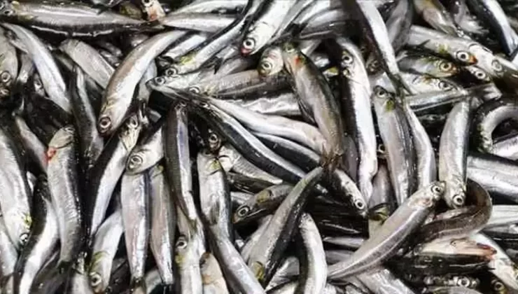 Av yasağı sona erdi, tezgahlar balıkla şenlendi