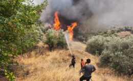 Orman gönüllülerine şehit statüsü getirildi – Birlik Haber Ajansı