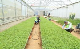 Ordu Büyükşehir desteklerle teşvik etti, vatandaş kendi sebzesini üretti – Birlik Haber Ajansı