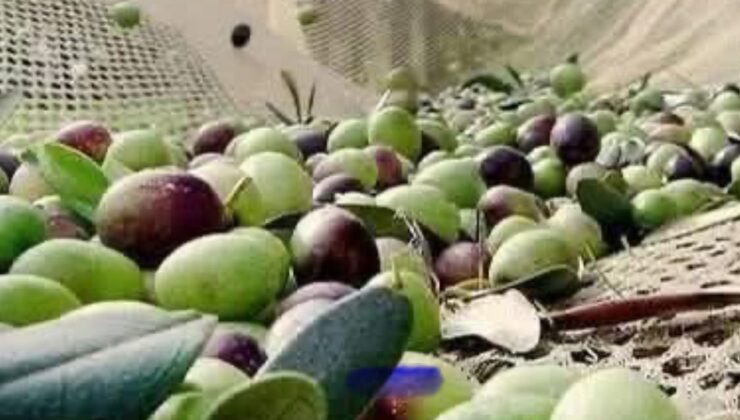 Zeytin dökülmelerine dikkat! – Birlik Haber Ajansı