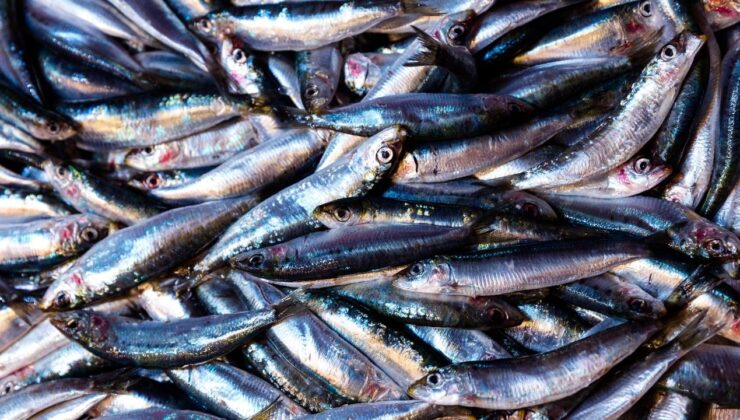 Karadeniz’de hamsi bereketi: Ordulu balıkçılar limana dolu ağlarla döndü – Birlik Haber Ajansı