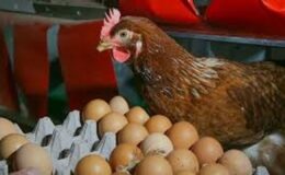 Kümes hayvancılığı üretimi temmuz 2025: Tavuk eti üretiminde artış, yumurtada düşüş sürüyor – Birlik Haber Ajansı