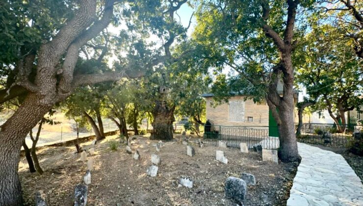 Onar Köyü’nde 700 Yıllık Sakız Ağacı İlgi Görüyor – Birlik Haber Ajansı