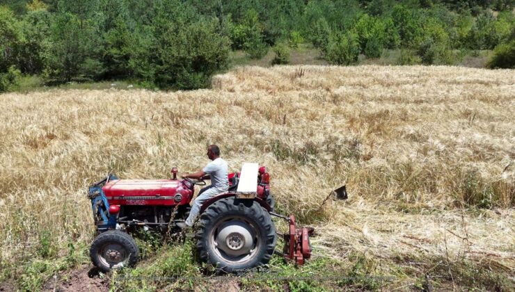 İstanbul’dan Ordu’ya uzanan çiftçilik öyküsü başarıya dönüştü – Birlik Haber Ajansı