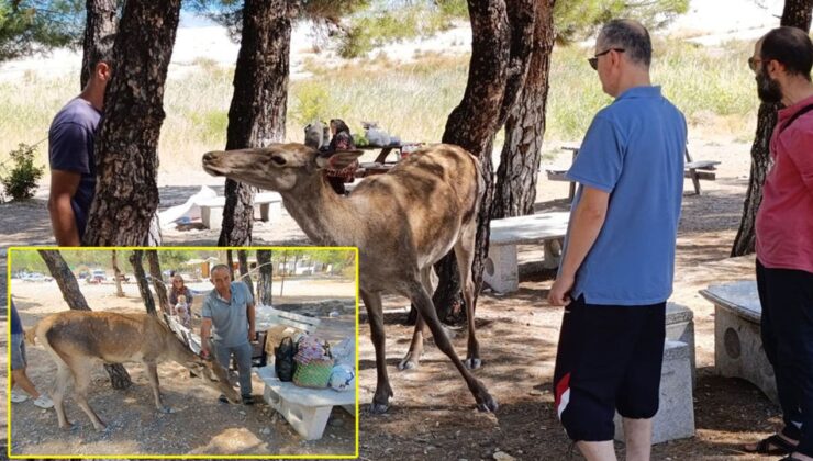 Salda Gölü’nde kızıl geyik sürprizi – Birlik Haber Ajansı
