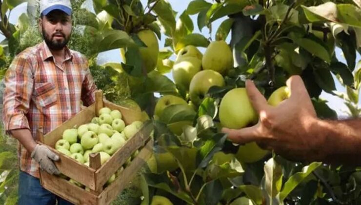 Isparta’da Elma hasadı başladı – Birlik Haber Ajansı