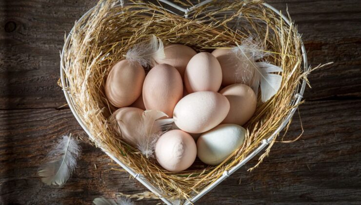 Türkiye’nin ABD’ye yumurta ihracatı 4 kat arttı – Birlik Haber Ajansı