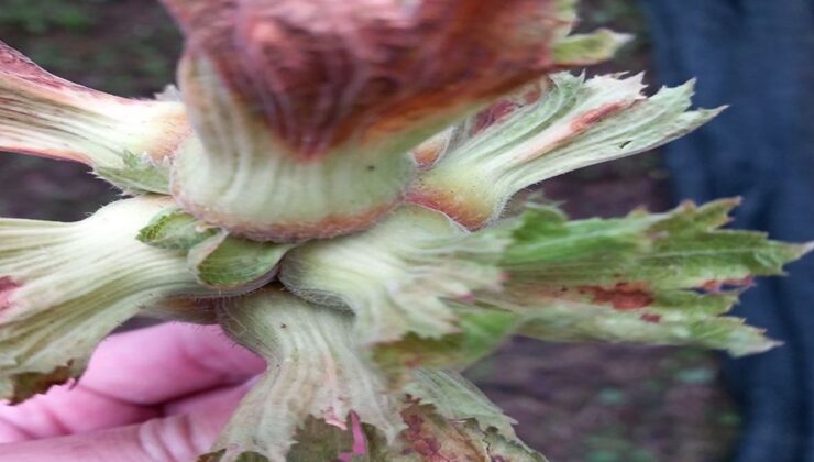 Zirai Don Hasar Ödemeleri Başlıyor – Birlik Haber Ajansı