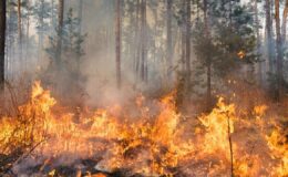 2025’te 6 bin 800 yangın çıktı: 80 bin hektar alan yandı – Birlik Haber Ajansı