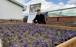 Ülkü Ocakları Genel Merkezi’nin Terasında Safran Hasadı!