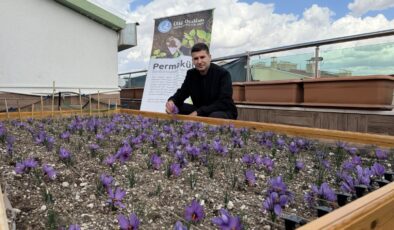 Ülkü Ocakları Genel Merkezi’nin Terasında Safran Hasadı!