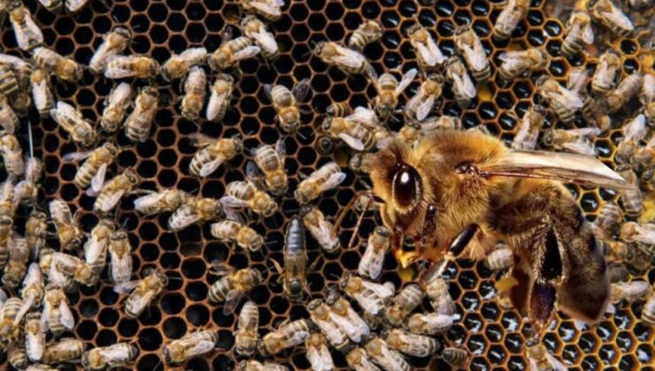İklim değişikliği bombus arılarının yaşamını tehdit ediyor – Birlik Haber Ajansı