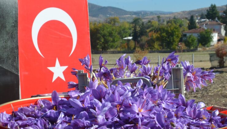 Dünyanın en pahalı bitkisi safran, Amasya’da hasat edildi – Birlik Haber Ajansı