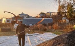 Kars’ta ayçiçeği hasadı başladı – Birlik Haber Ajansı